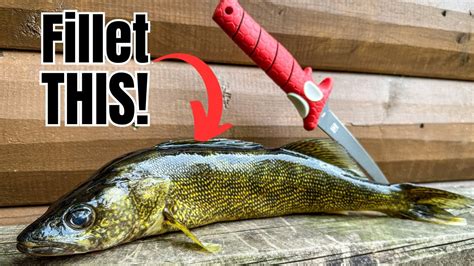 How to Fillet ANY Fish (SIMPLEST Method for BEGINNERS!).